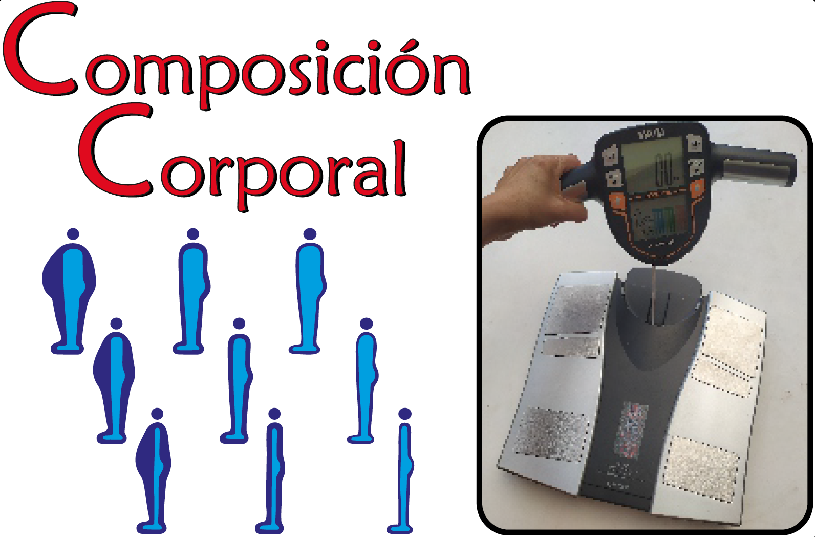 Composicion corporal